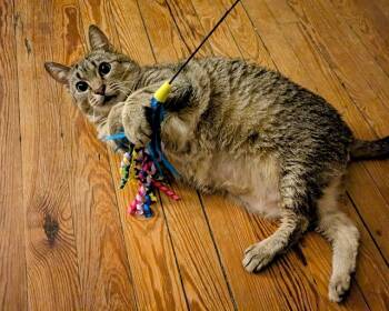 Rescue Domestic Short Hair Cats for Adoption in Raleigh, North Carolina - AZIZI | PetCurious