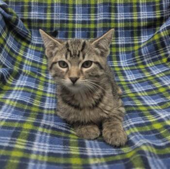 Basil -  Domestic Short Hair Cat for Adoption in Little Rock, Arkansas - Basil | PetCurious
