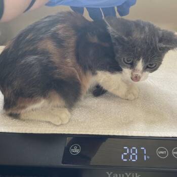 Hydroflask -  Domestic Short Hair Cat for Adoption in Pasadena, California - Hydroflask | PetCurious
