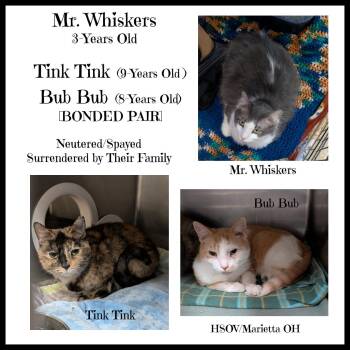 Domestic Short Hair Cats Available for Adoption - Bub Bub, Tink Tink, & Mr. Whiskers (Spayed/Neutered) | PetCurious