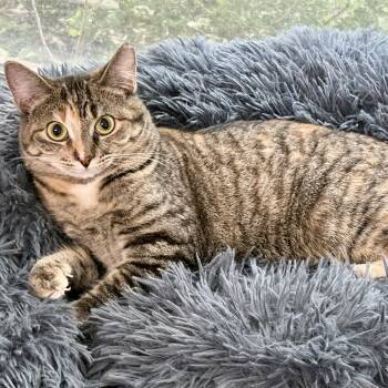 Mimi aka "Hoot" -  Domestic Short Hair Cat for Adoption in Fort Worth, Texas - Mimi Aka "Hoot" | PetCurious
