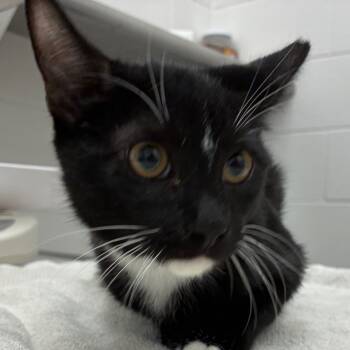 Rescue Domestic Short Hair Cats for Adoption in Corpus Christi, Texas - Tuck | PetCurious