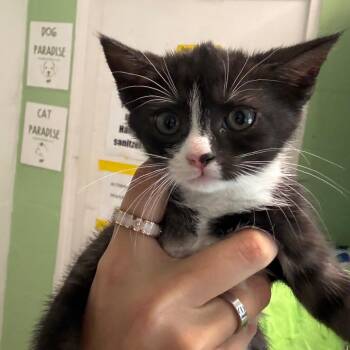 Clearwater -  Domestic Medium Hair Cat for Adoption in Tampa, Florida - Clearwater | PetCurious