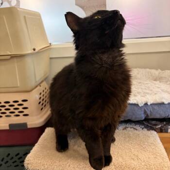 Onyx -  Domestic Medium Hair Cat for Adoption in Spokane, Washington - Onyx | PetCurious