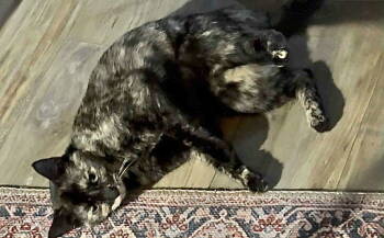 Rescue Tortoiseshell Cats for Adoption in Capshaw, Alabama - CHIQUITA | PetCurious