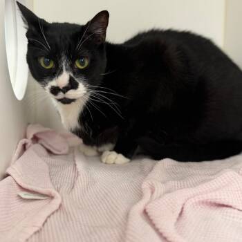 Domestic Short Hair Cats Available for Adoption in West Palm Beach, Florida - Howie | PetCurious