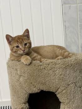 Rescue Domestic Short Hair Cats for Adoption in Paw Paw, Michigan - Shakira | PetCurious