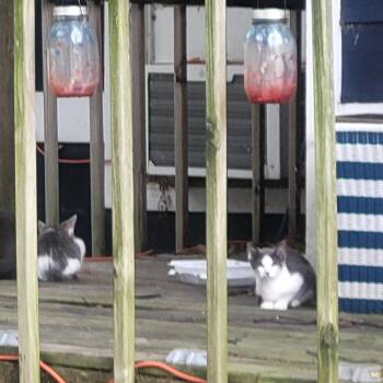 Rescue American Shorthair Cats for Adoption in Clarion, Iowa - Cornelia Kittens | PetCurious