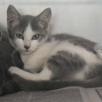 Rescue Domestic Short Hair Cats for Adoption in Huntington, West Virginia - Clara | PetCurious