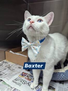 Rescue Domestic Short Hair Cats for Adoption in Albany, Wisconsin - Baxter | PetCurious