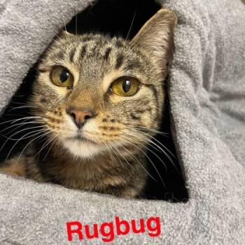 Rescue Domestic Short Hair Cats for Adoption in Fort Worth, Texas - Rugbug | PetCurious