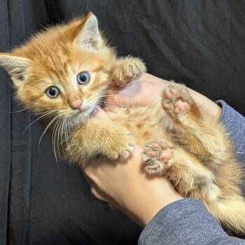 Sunshine -  Domestic Short Hair Cat Available for Adoption in Johnstown, Pennsylvania - Sunshine | PetCurious