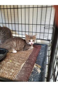 Rescue Domestic Short Hair Cats for Adoption in Brighton, Michigan - Bangs | PetCurious