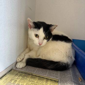 Lulu -  Domestic Short Hair Cat for Adoption in New York, New York - Lulu | PetCurious