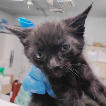 Crocs -  Domestic Short Hair Cat for Adoption in Summerville, South Carolina - Crocs | PetCurious