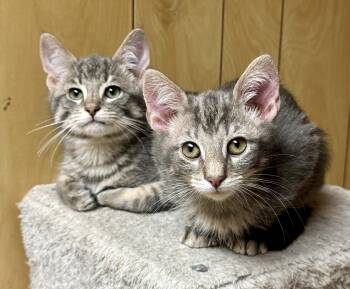Cumin & Paprika -  Domestic Short Hair Cat for Adoption in Frewsburg, New York - Cumin & Paprika | PetCurious