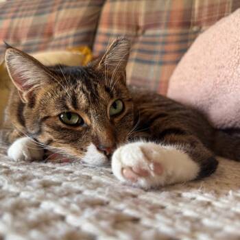 Shrimp -  Tabby Cat for Adoption in Midland, Michigan - Shrimp | PetCurious