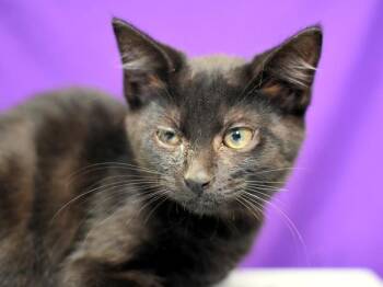 Poppi -  Domestic Short Hair Cat for Adoption in Portland, Oregon - Poppi | PetCurious