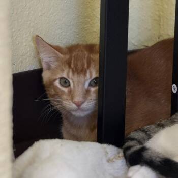 Nacho -  Domestic Short Hair Cat for Adoption in Las Vegas, Nevada - Nacho | PetCurious