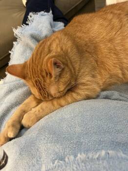 Thumbs -  Domestic Short Hair Cat Available for Adoption in Urbana, Illinois - Thumbs | PetCurious
