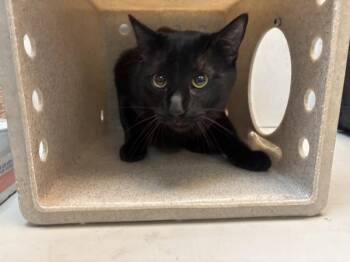 Jaxter -  Domestic Short Hair Cat for Adoption in New York, New York - Jaxter | PetCurious