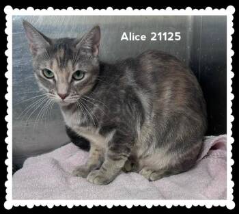 ALICE (see also AVA & ADAM) -  Domestic Short Hair Cat for Adoption in Marietta, Georgia - ALICE (see Also AVA & ADAM) | PetCurious