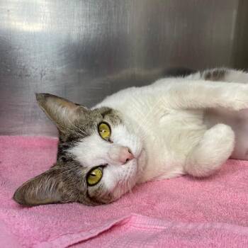 Esmerelda -  Domestic Short Hair Cat for Adoption in Roanoke, Virginia - Esmerelda | PetCurious