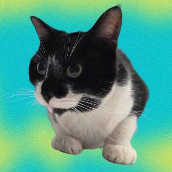 Domestic Short Hair Cats Available for Adoption in West Olive, Michigan - Kesha (Holland Cat Cove) | PetCurious