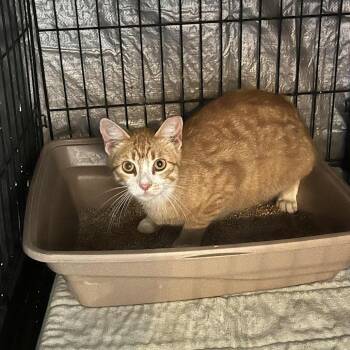 Domestic Short Hair Cats Available for Adoption in Stephenville, Texas - Cheerio | PetCurious