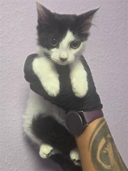 61524140 -  Domestic Medium Hair Cat for Adoption in El Paso, Texas - 61524140 | PetCurious