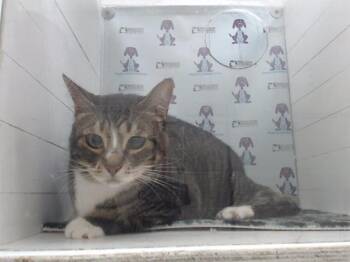 Domestic Short Hair Cats Available for Adoption in Orlando, Florida - BUTTERCUP | PetCurious