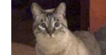 Rescue Siamese Cats for Adoption in Austin, Texas - Itty Bitty (CL-DL) | PetCurious