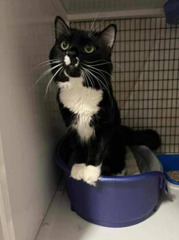 Rescue Tuxedo Cats for Adoption in Burnaby, British Columbia - Tom | PetCurious