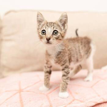 Everett -  Domestic Short Hair Cat for Adoption in Los Angeles, California - Everett | PetCurious