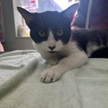 Domestic Short Hair Cats Available for Adoption in West Point, Mississippi - Rico | PetCurious