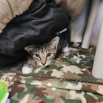 Lola -  Domestic Short Hair Cat for Adoption in Brockton, Massachusetts - Lola | PetCurious