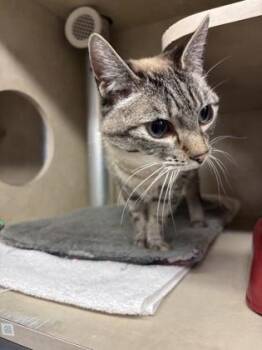 Domestic Short Hair Cats Available for Adoption - Khaleesi | PetCurious