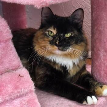 Claudia -  Domestic Long Hair and Calico Cat for Adoption in Greensburg, Pennsylvania - Claudia | PetCurious