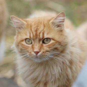 Rescue Domestic Long Hair Cats for Adoption in Corydon, Indiana - Chamomile | PetCurious