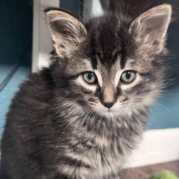 Domestic Medium Hair Cats Available for Adoption in Eaton Rapids, Michigan - Operetta 55942 | PetCurious