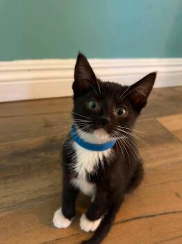 Bert -  Tuxedo Cat for Adoption in Orange, California - Bert | PetCurious