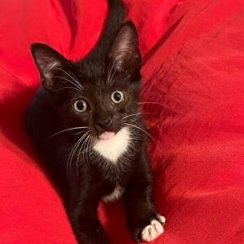 Hot Fudge Sundae -  Tuxedo and Domestic Short Hair Cat for Adoption in Friendswood, Texas - Hot Fudge Sundae | PetCurious