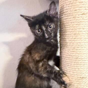 Nugget -  Domestic Short Hair Cat for Adoption in Midland, Texas - Nugget | PetCurious
