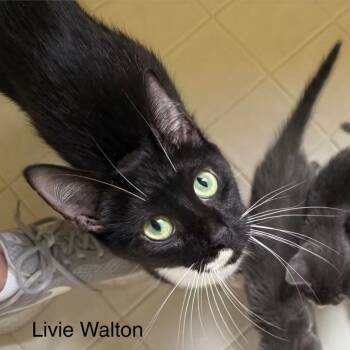 Livie Walton -  Domestic Short Hair Cat for Adoption in Williston, Florida - Livie Walton | PetCurious