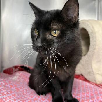Gladys -  Domestic Short Hair Cat for Adoption in Driggs, Idaho - Gladys | PetCurious
