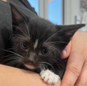 Domestic Short Hair Cats Available for Adoption in Richland Hills, Texas - Phantom | PetCurious