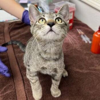 Marley -  Domestic Short Hair Cat for Adoption in Pleasant Hill, California - Marley | PetCurious