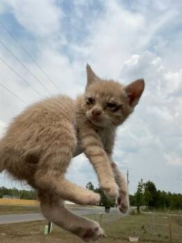 Domestic Short Hair Cats Available for Adoption in Fort Walton Beach, Florida - HONEY BISCUIT | PetCurious