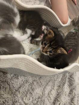 Meowscarada -  Domestic Long Hair Cat for Adoption in Virginia Beach, Virginia - Meowscarada | PetCurious