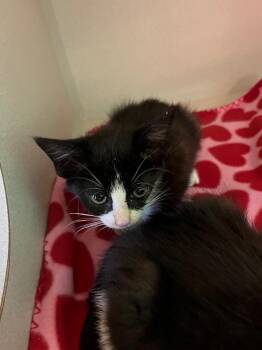 Muchies -  Domestic Short Hair Cat for Adoption in Morgantown, Kentucky - Muchies | PetCurious